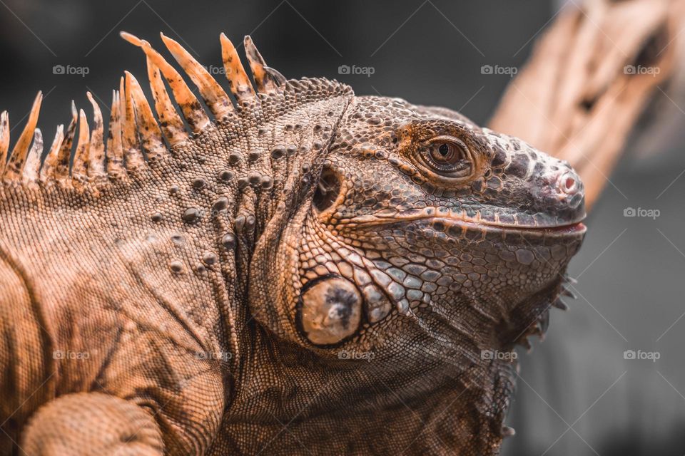 close up portrait of an iguana iguana