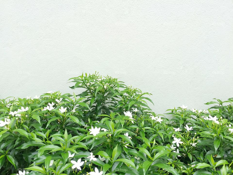 Plants and flowers at the wall