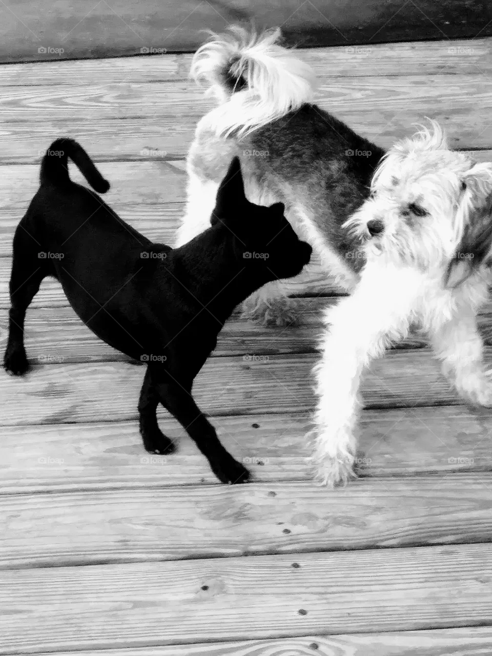 Dogs