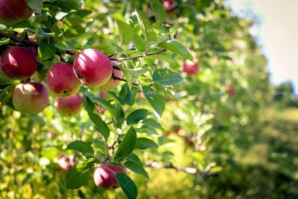 Apple orchard