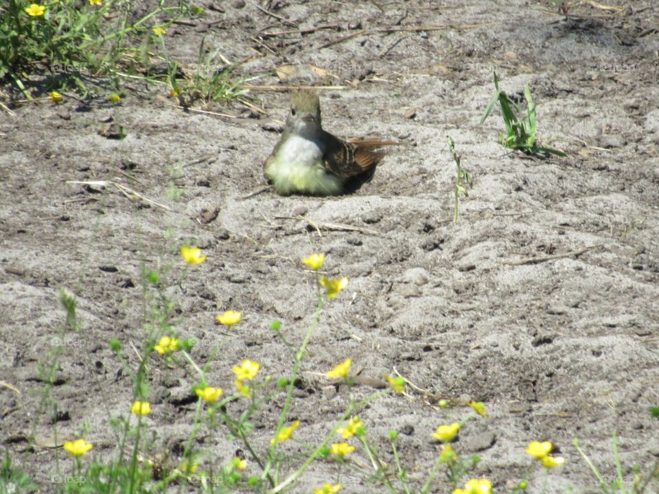 Great crested flycatcher taking a dust bath