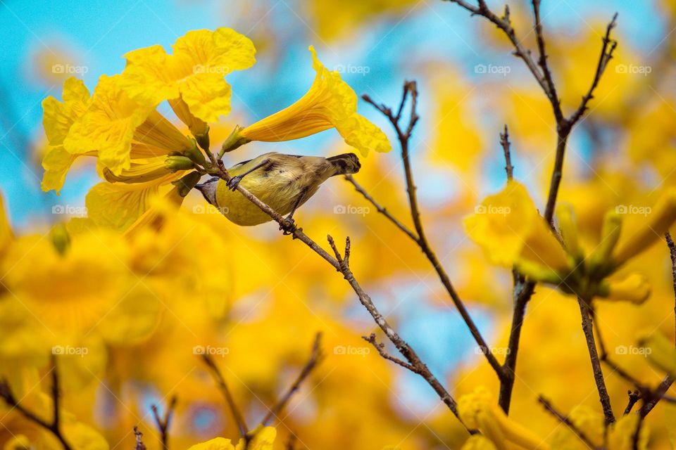 Yellow flowers with a bird