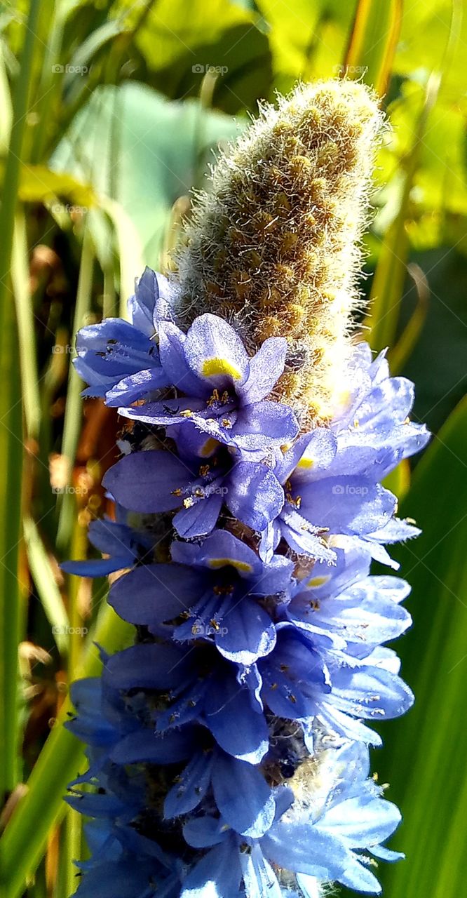 Pontederia cordata