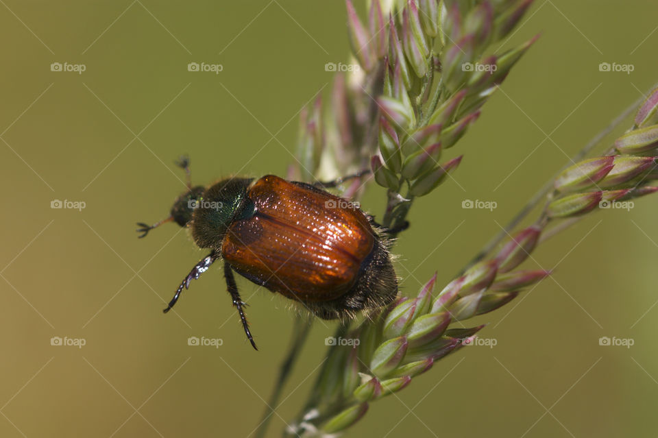 June beetle on the grass
