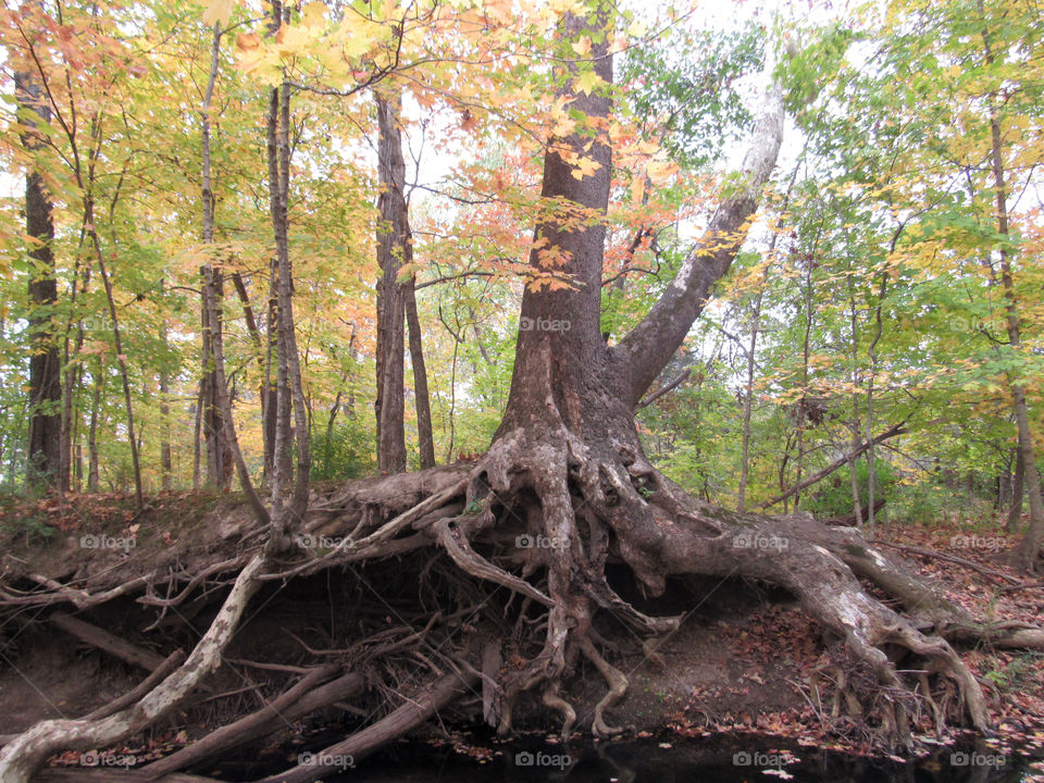 old tree with gnarled roots over creek in foliage