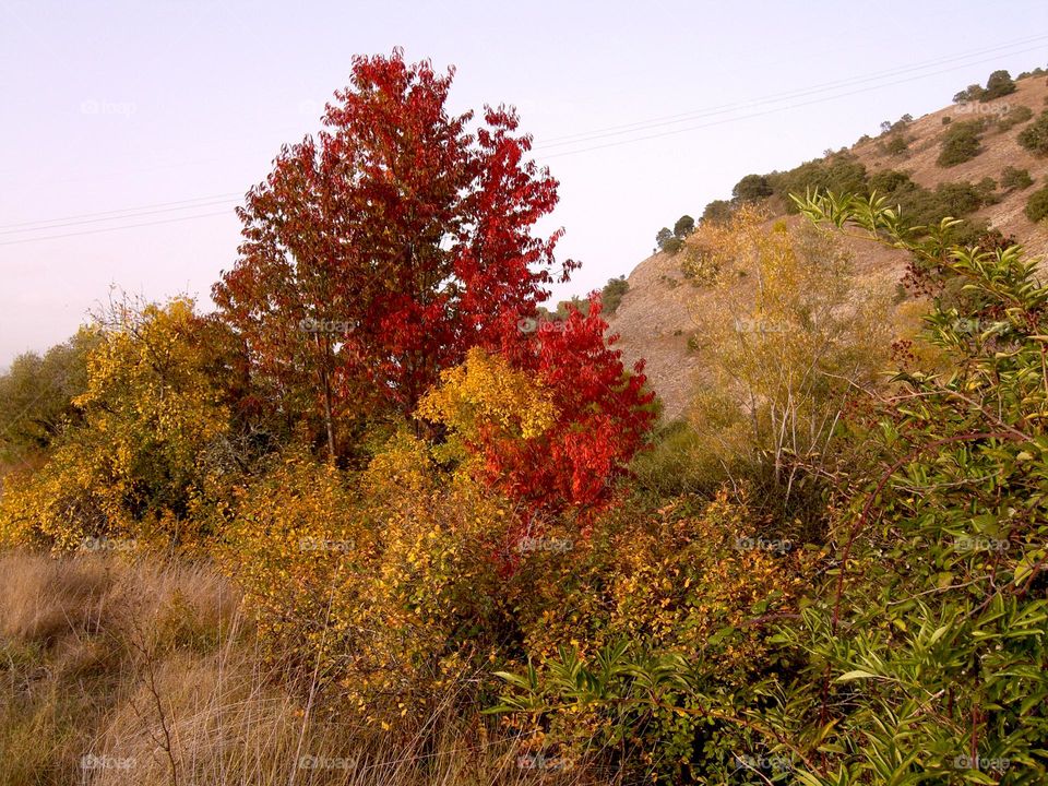 Los colores del otoño