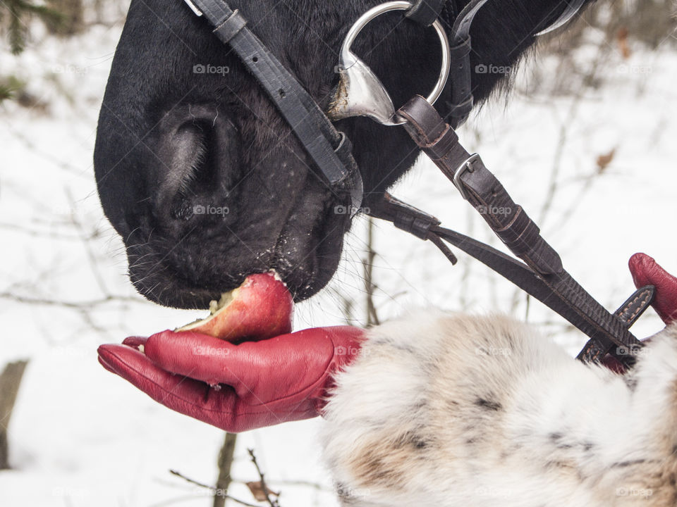 Girl in red gloves feeding apple horse
