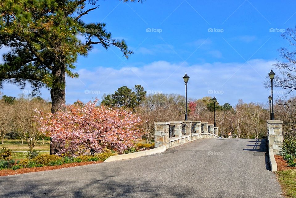 Bright pink sakura