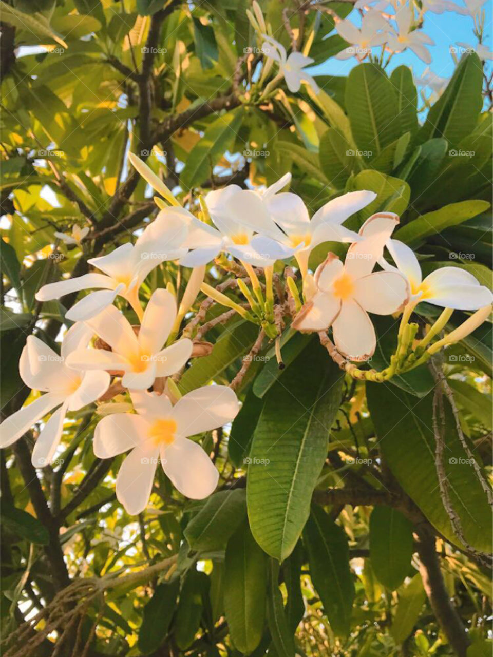 She is like a wildflower; beautiful, fierce, and free.