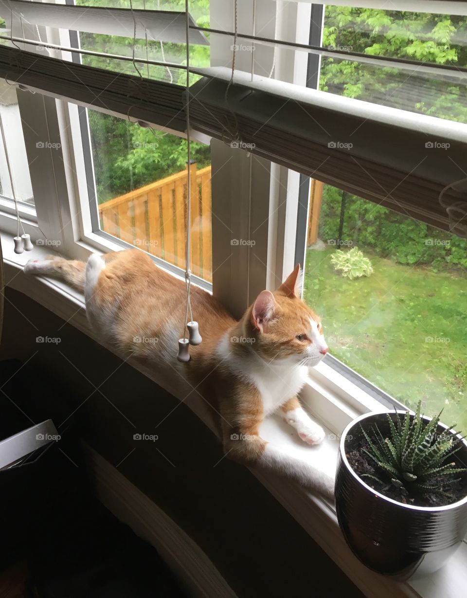 Cat relaxing on a window sill. 