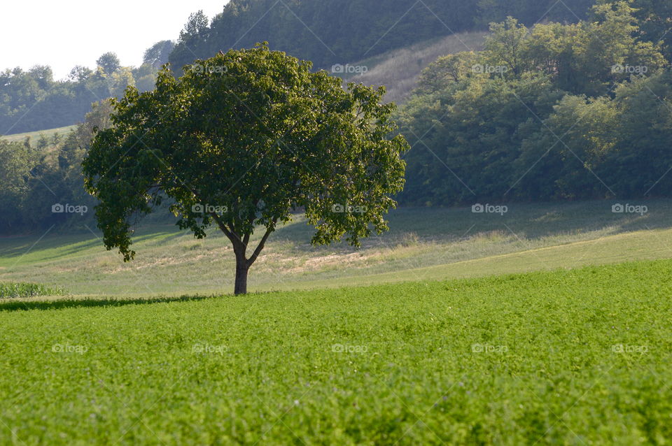 Countryside