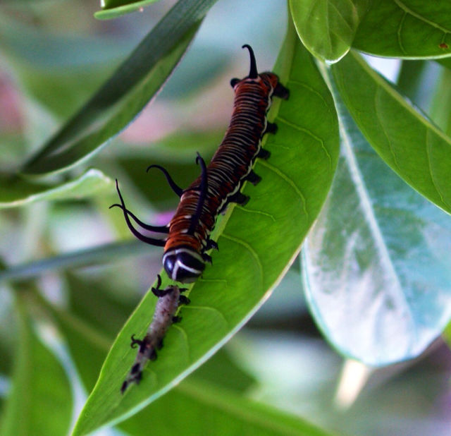 macro insect caterpillar nursery by botie2
