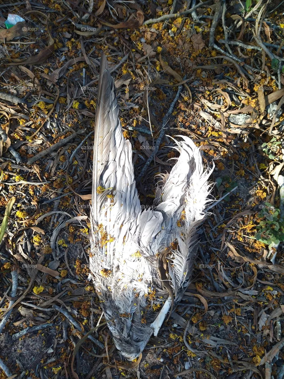 wing of seagull