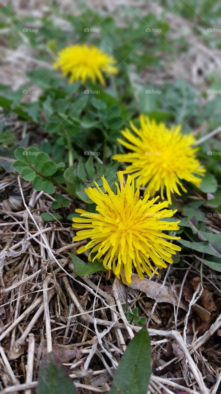 Dandelion Flower