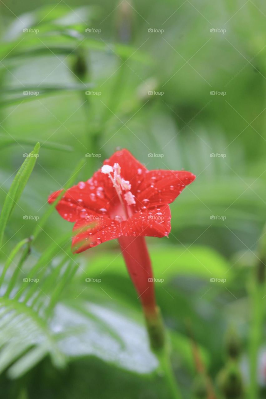 Red flower