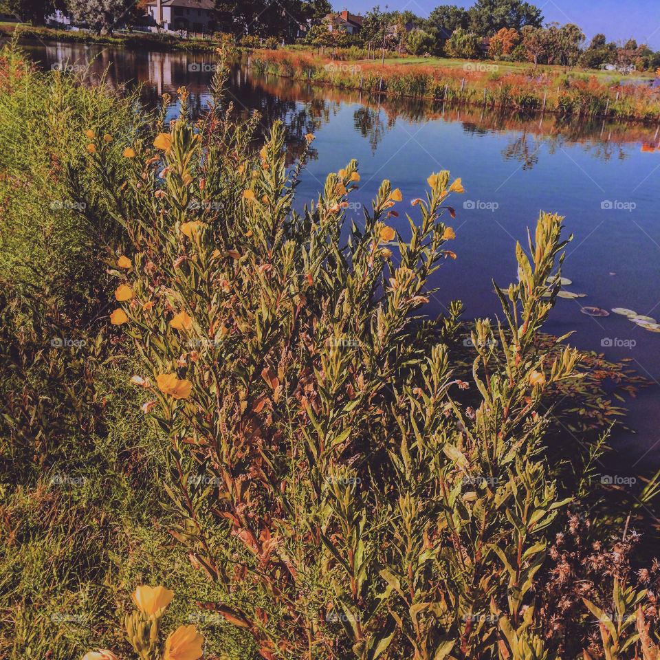 Wildflowers on the lakeshore 