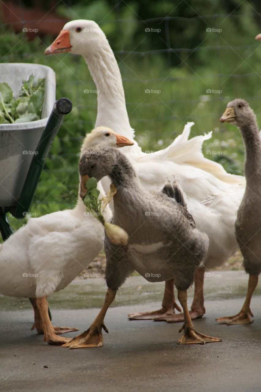 Little Goose playing