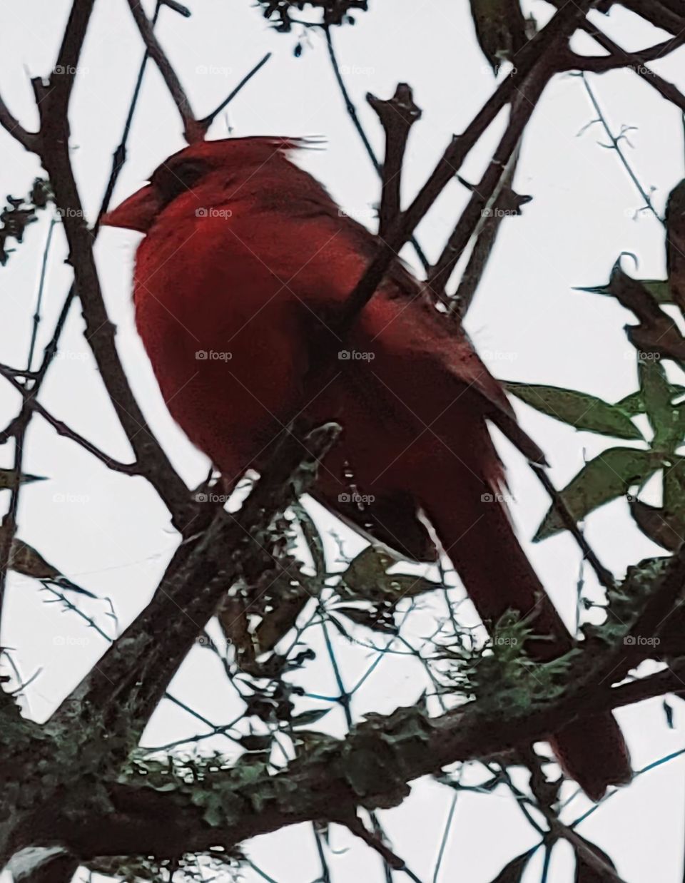 Cardinal