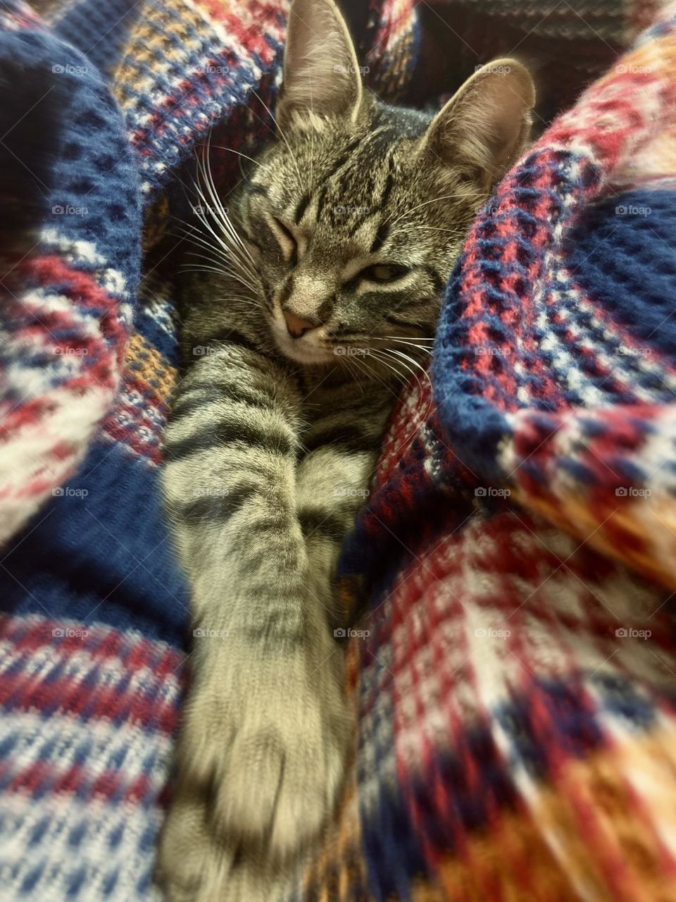 Captured in a blink, this cat radiates pure happiness and comfort, safe and content with her owner in a cozy, warm space. A moment of love and tranquility, perfect for any pet lover’s collection.