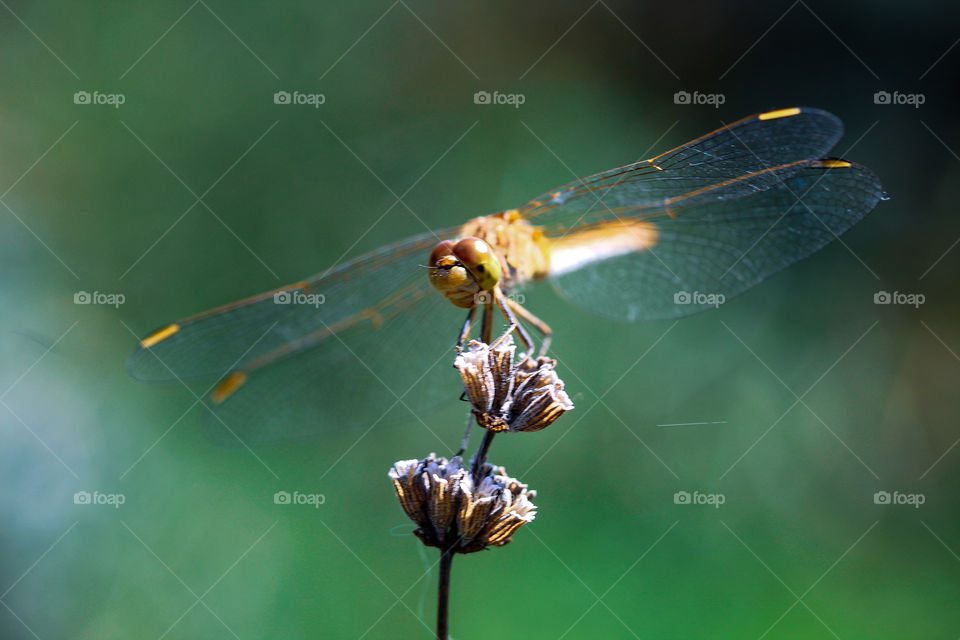 Dragonfly at the lavander flower