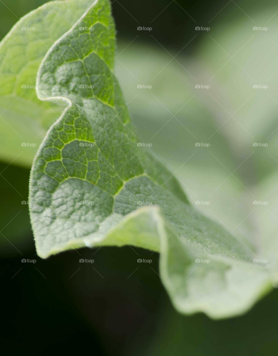 Green Leaf Texture