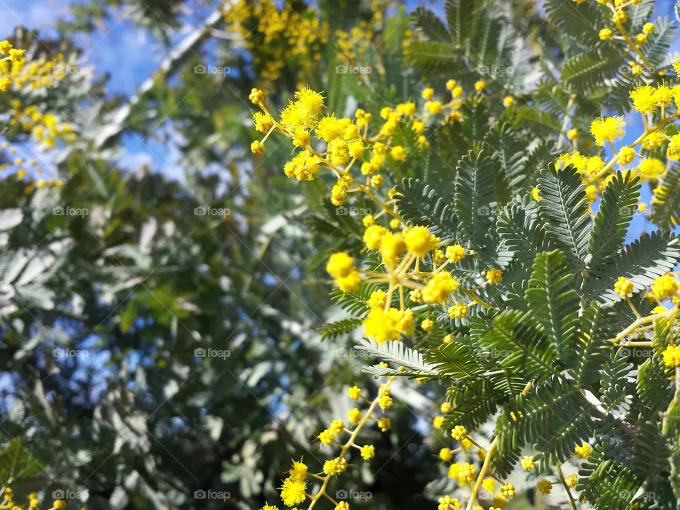 flora