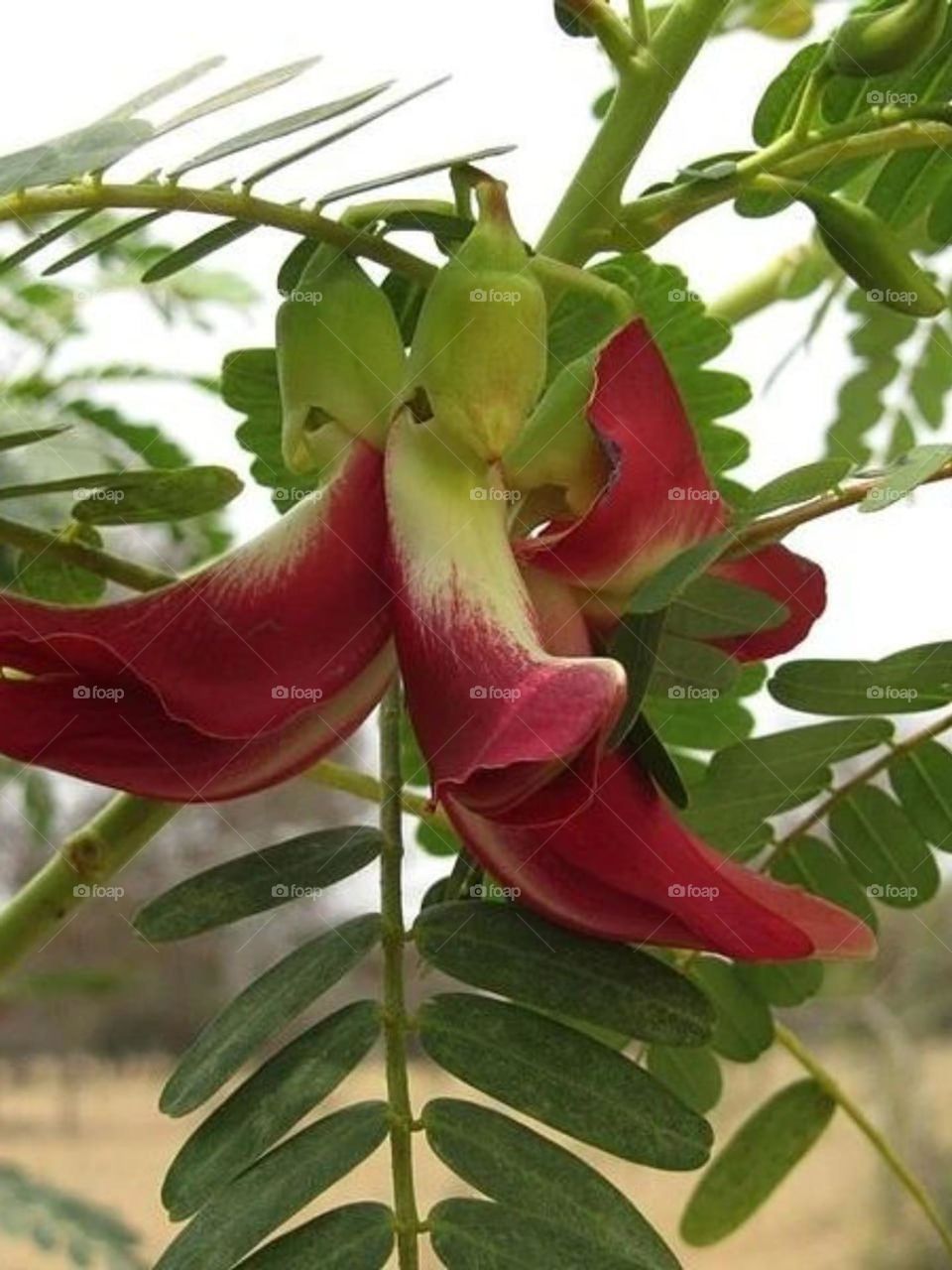 Don't know the name of this beautiful flower, it's spring and flowers are everywhere