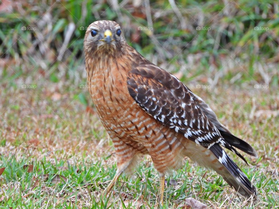 Close up of a bird of prey - Red-tailed hawks are big, diurnal birds of prey that catch and eat gray squirrels and other critters small enough to handle.