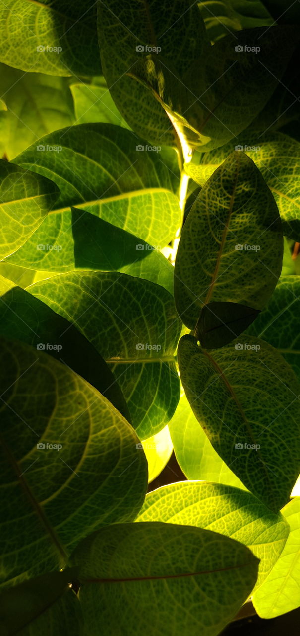 light through the leaves