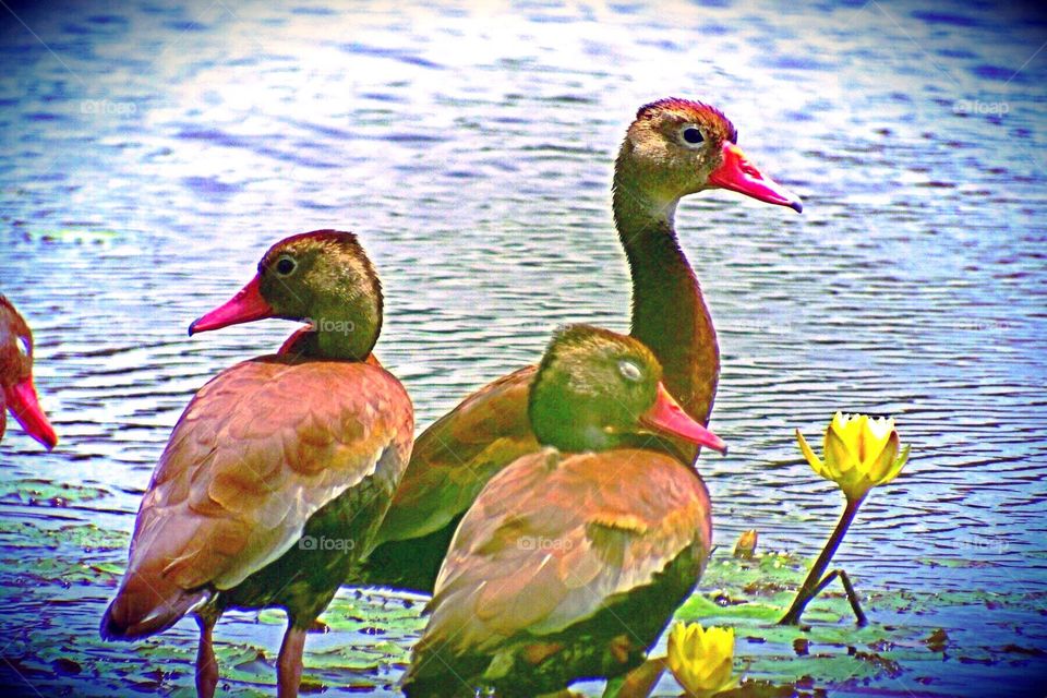 Duck family. Duck family