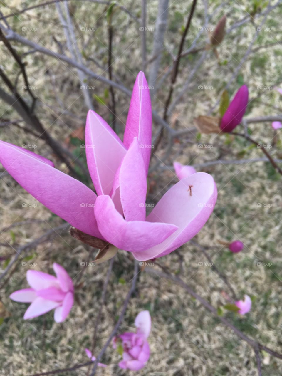 Purple Magnolia blooms.