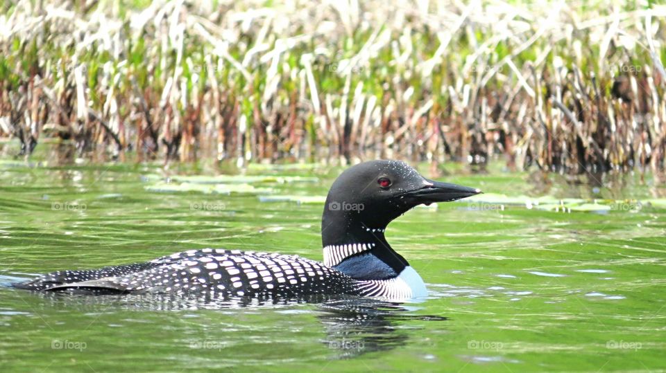 Loon protects Nest area
