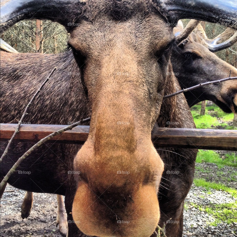sweden mammals moose animals by lindajacobi