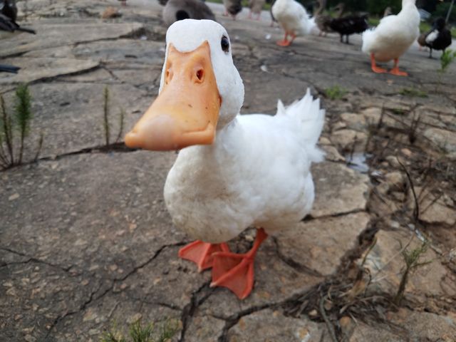 Dudley the duck posing