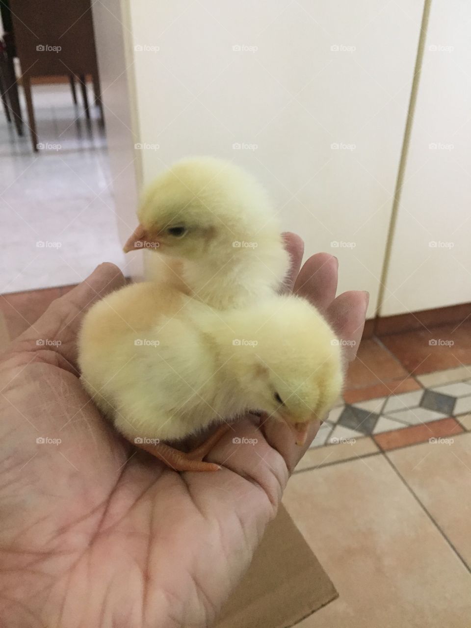 2 Chicks in 1 Hand