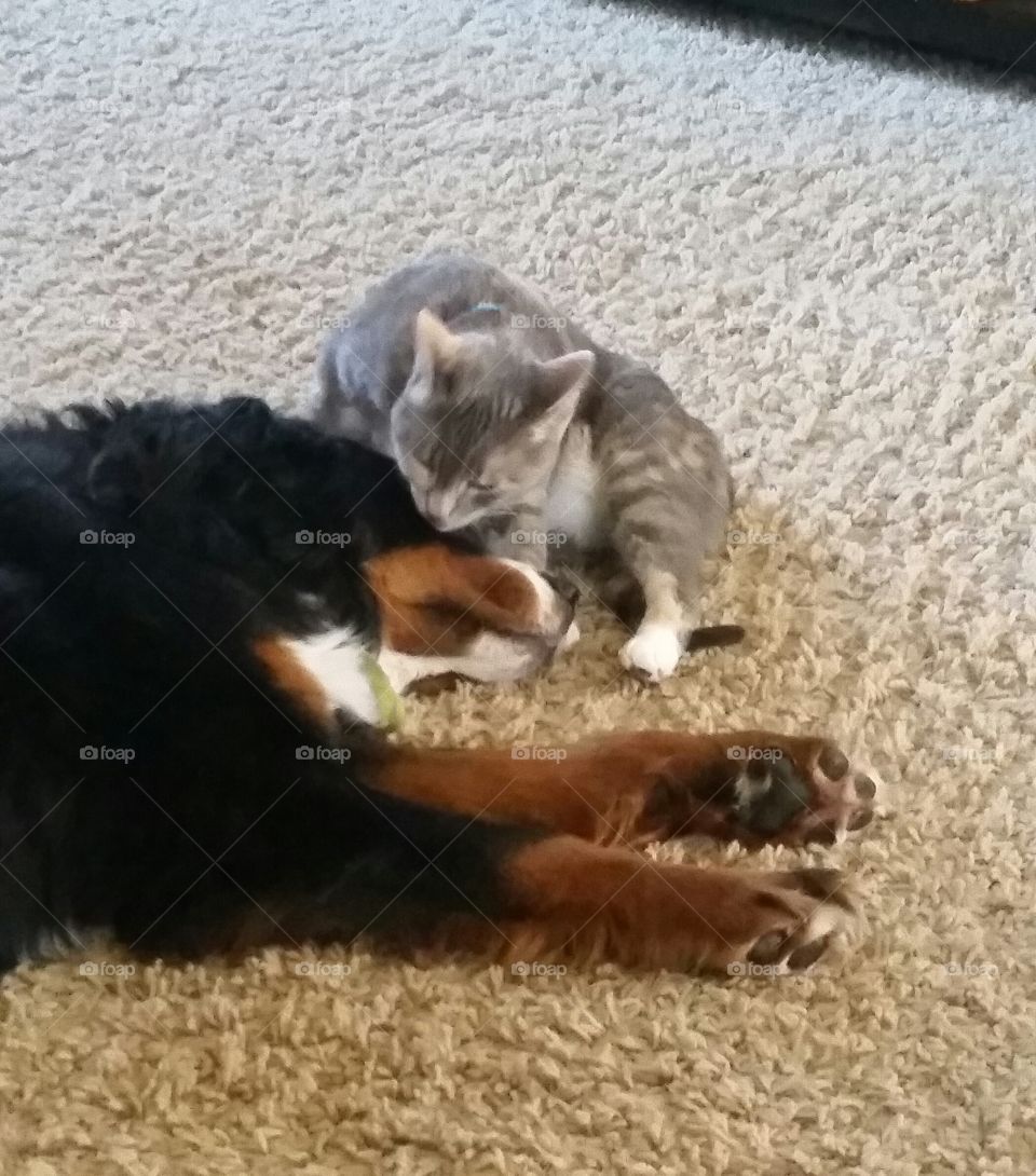 My dog Paxton getting a bath from Daphne the cat.