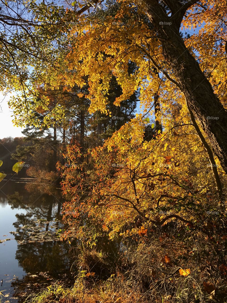 Autumn foliage at Yates Mill Park