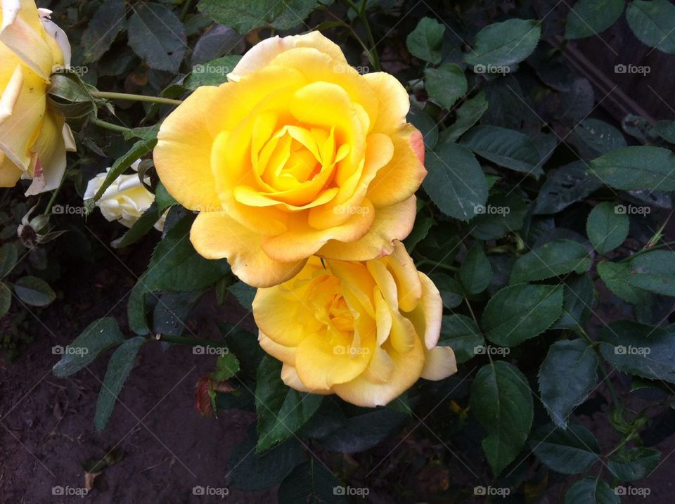 Yellow Roses