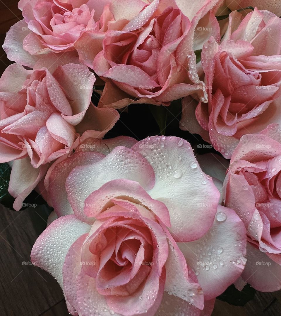 Pink roses 