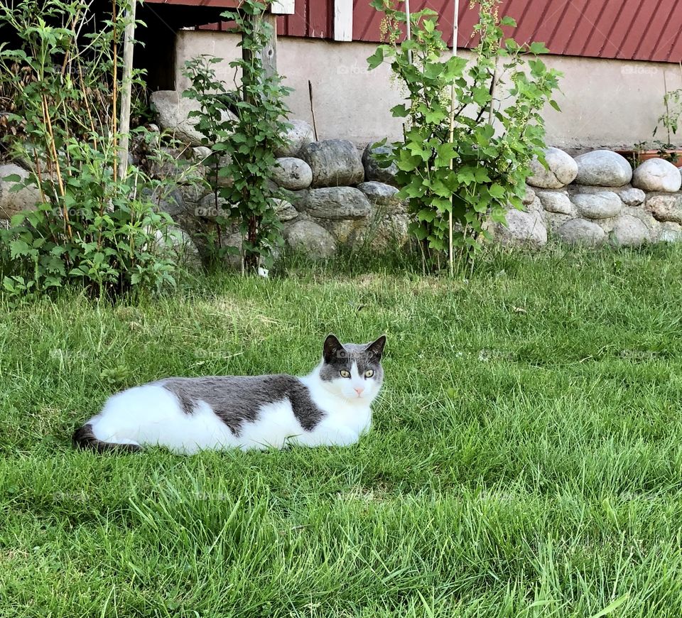 Grey and white cat 🐈