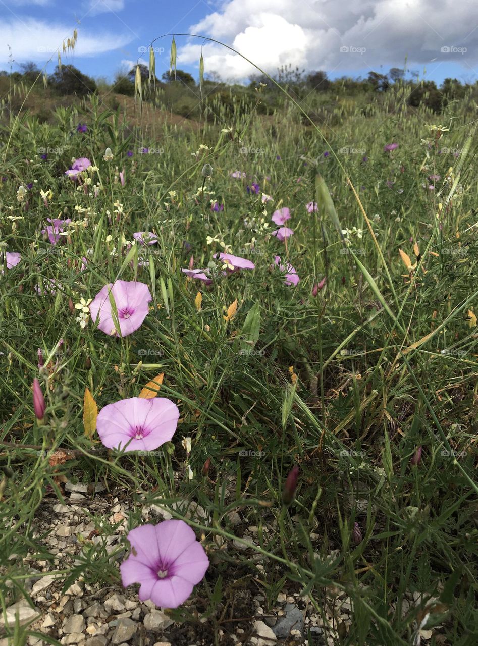 Wild flowers in meadows 