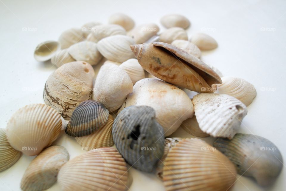 Collection of seashells