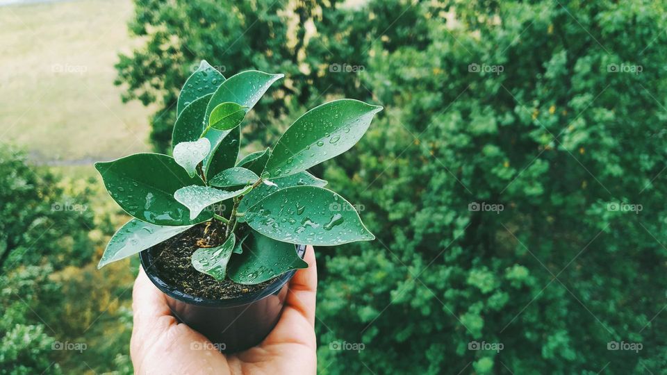 indoor plant in a pot