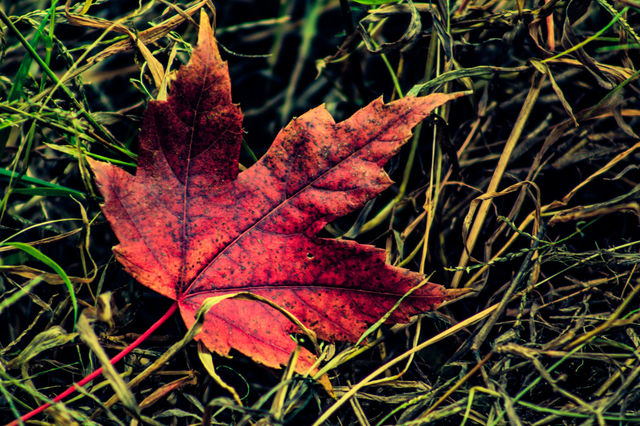 dying leaf