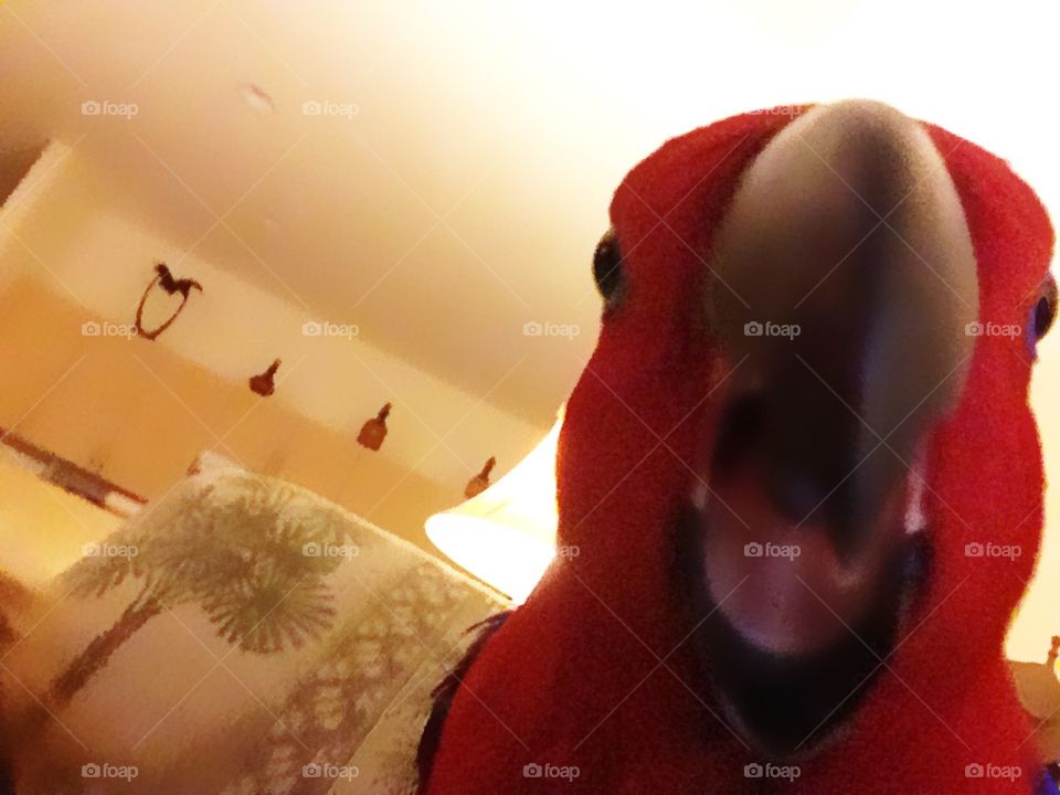 Red parrot-says “ I said no ! “