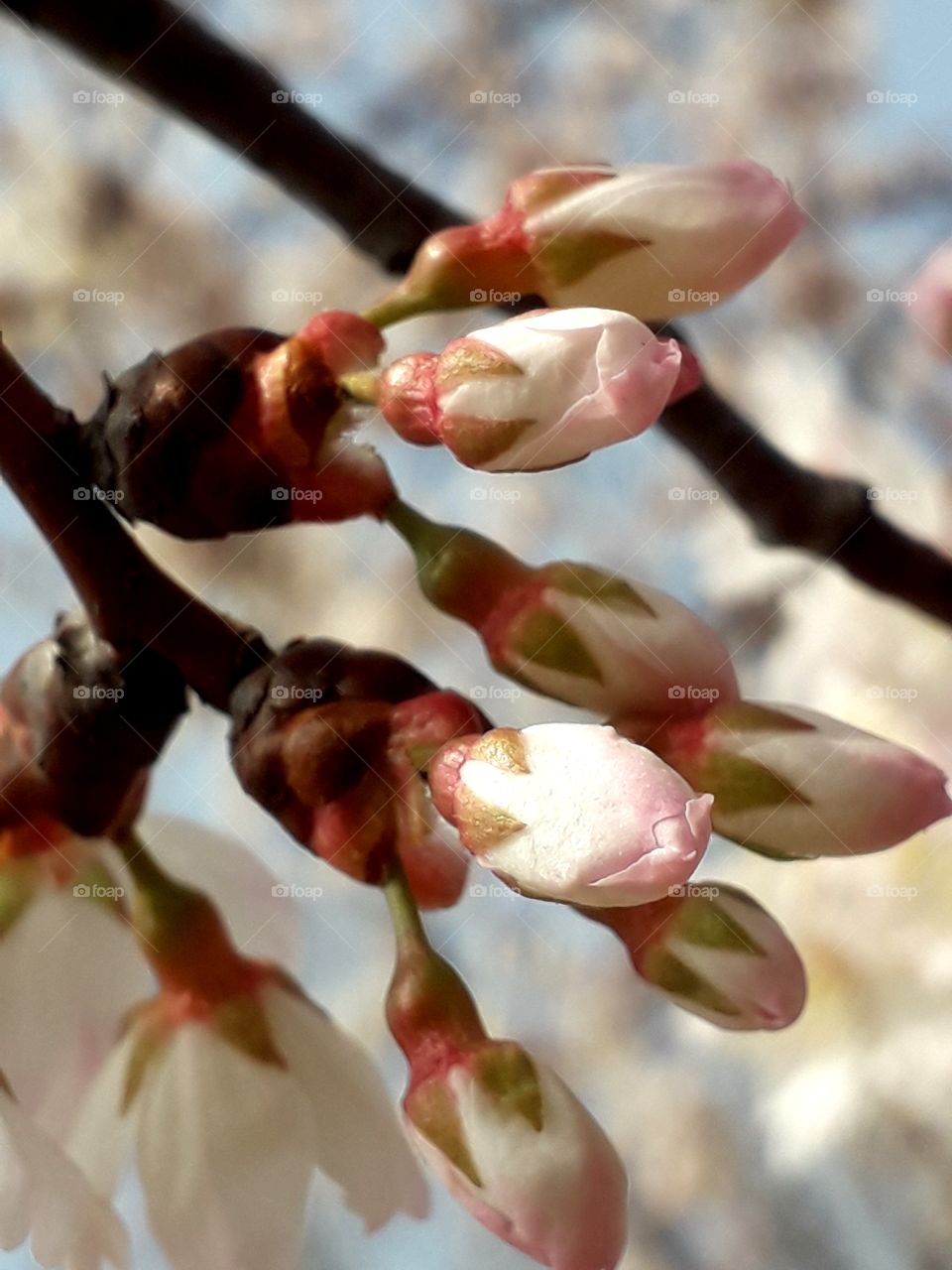 Blooming flowers on Prunus nigra ‘Princess Kay’  tree