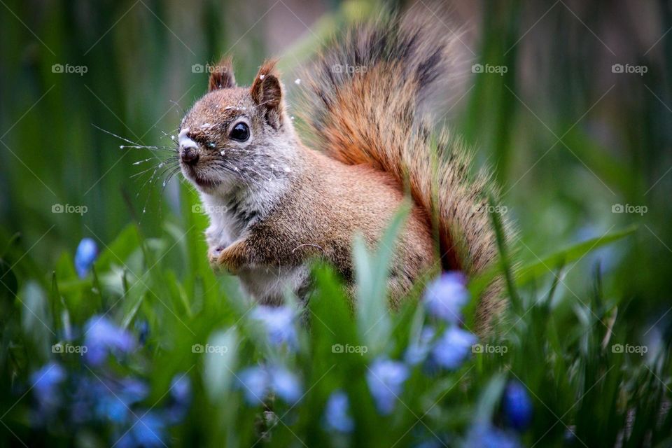 Curious red squirrel in blue flowers