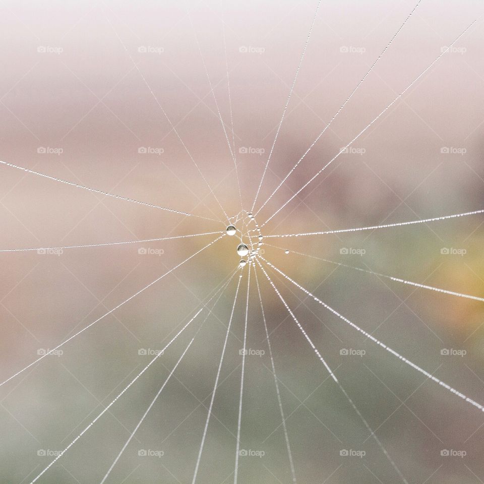 Condensation on a web. A delicate spider's web with droplets of water clinging to it.