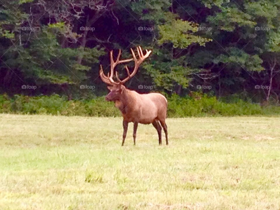 Bull Elk 
