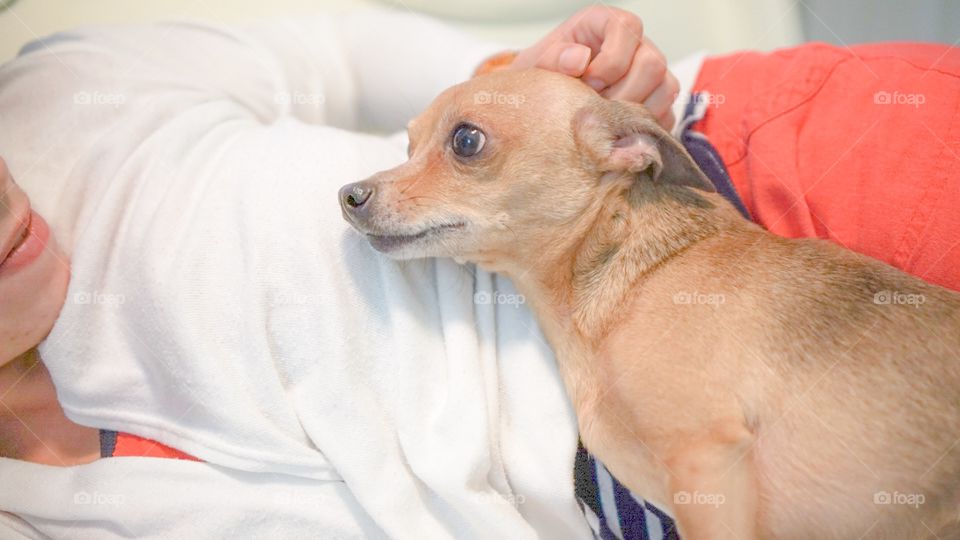 Woman petting chihuahua dog